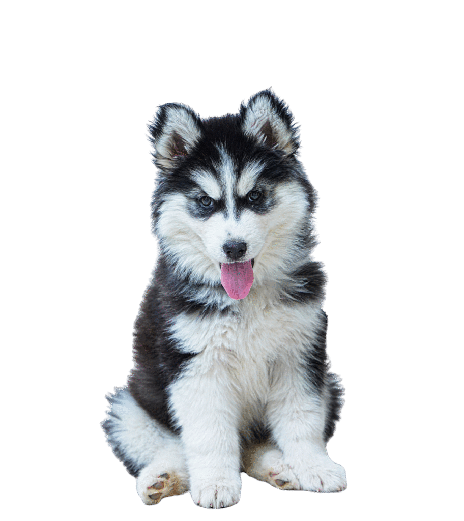 husky