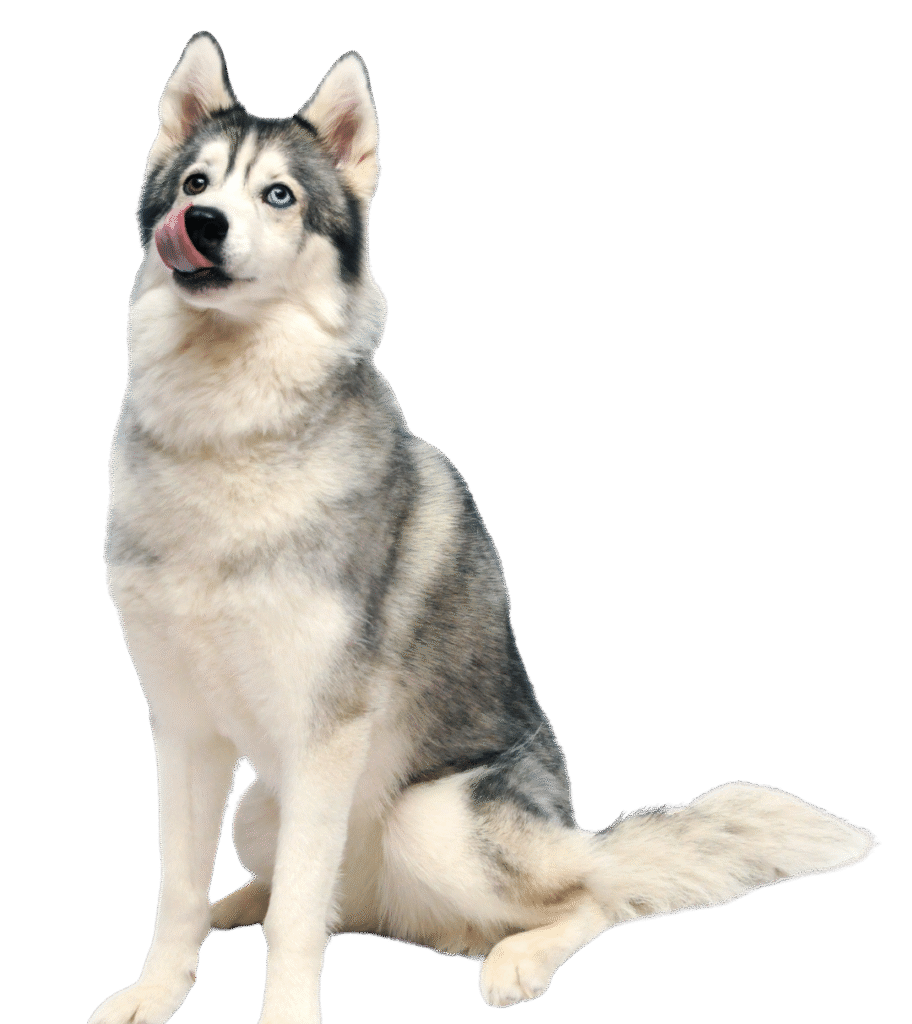 husky