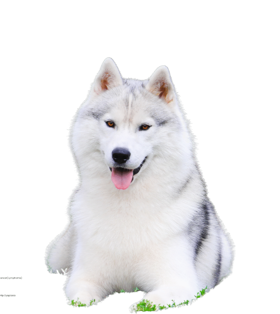 husky