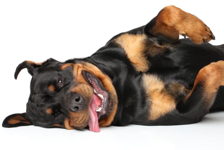 Rottweiler​