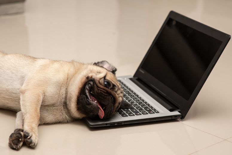Pug