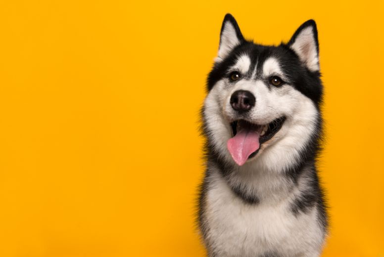 husky