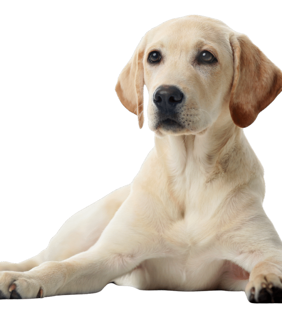 breed lab