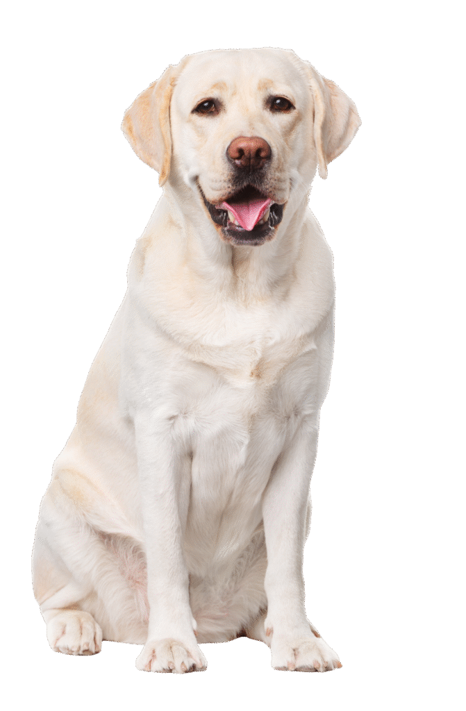 Breeds lab