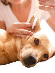 Ear cleaning