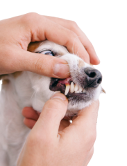 lab dog deantal care