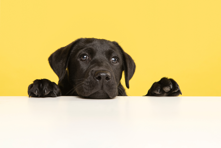 Labrador faqs