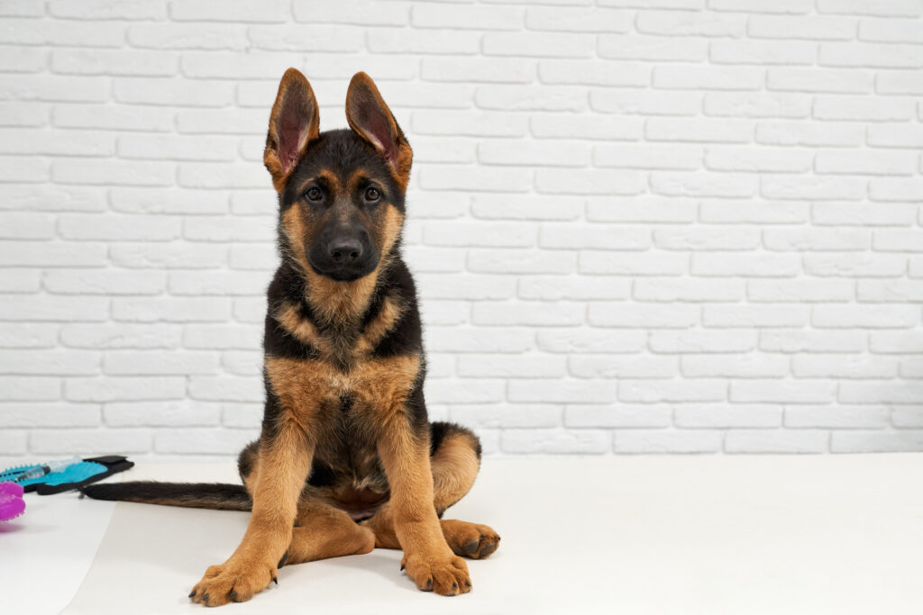German Shepherd