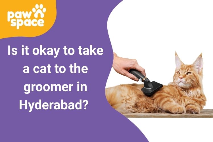 cat groomer in Hyderabad