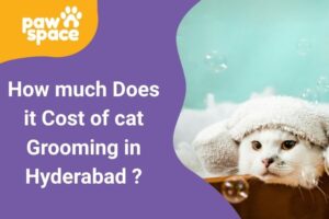 cost of cat grooming in Hyderabad