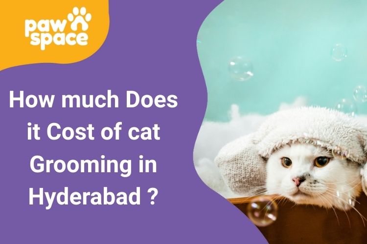 cost of cat grooming in Hyderabad