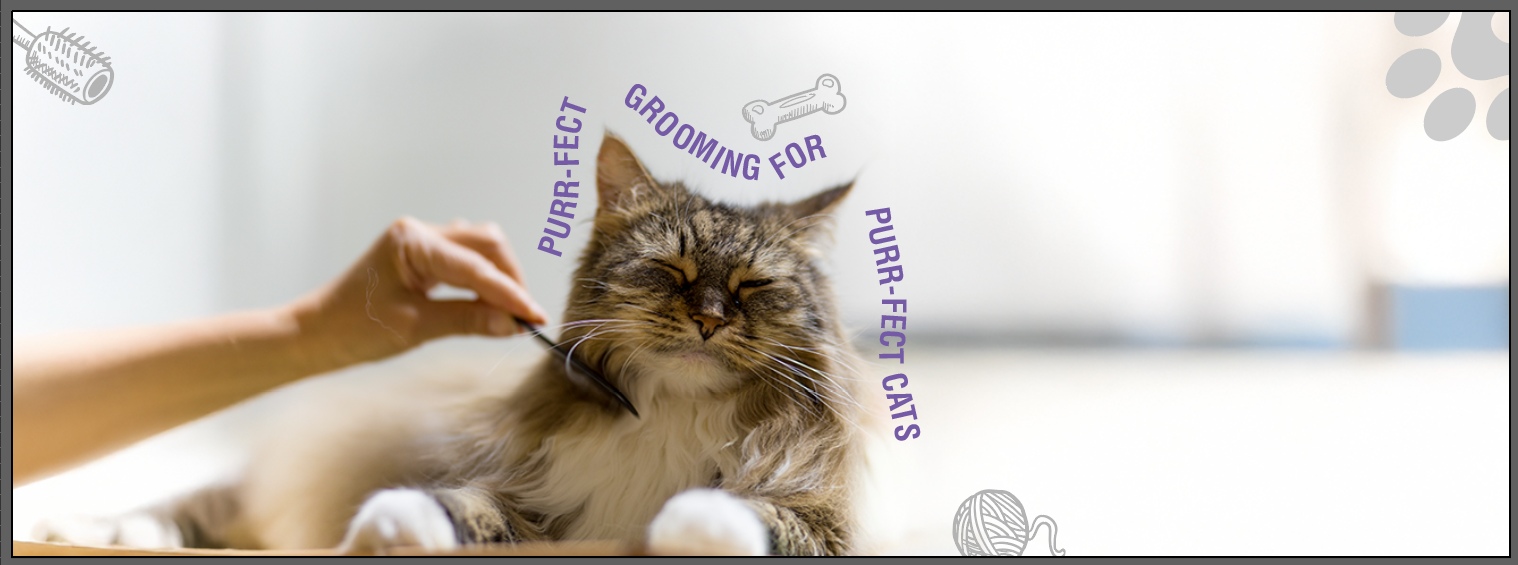 cat grooming in banglore