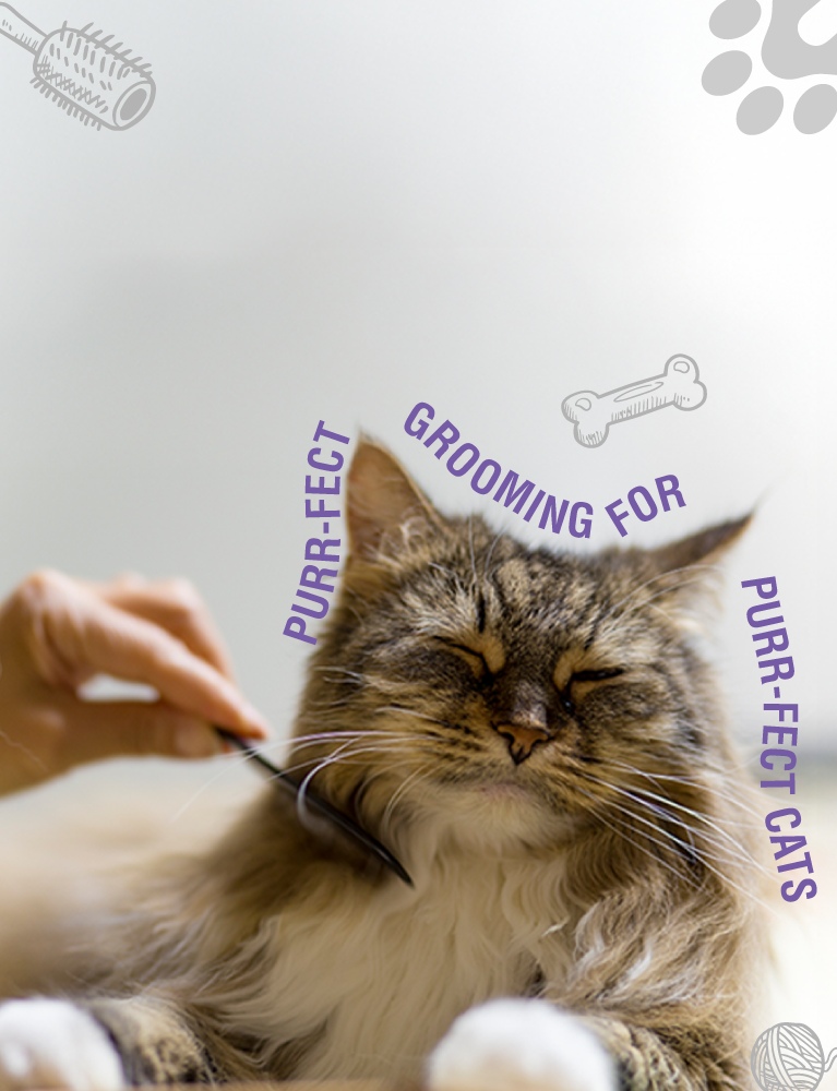 cat grooming in banglore