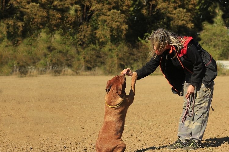 dog trainer near me