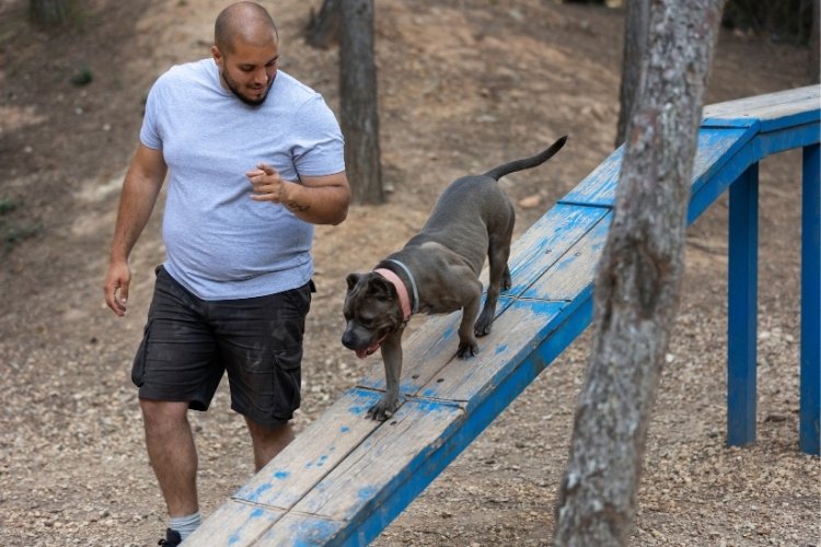 agility training for dogs