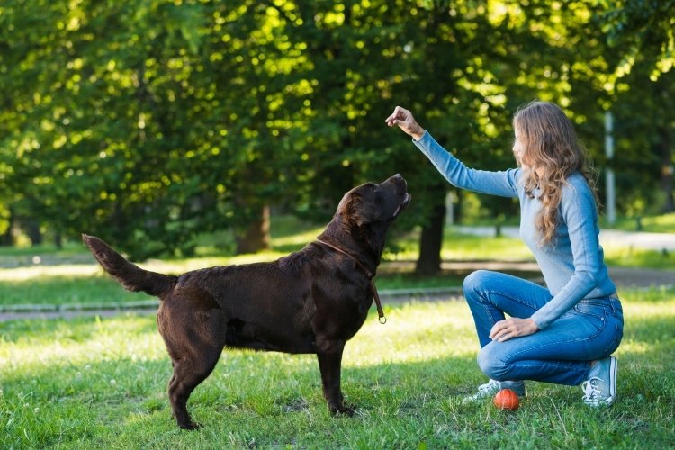 barking puppy training