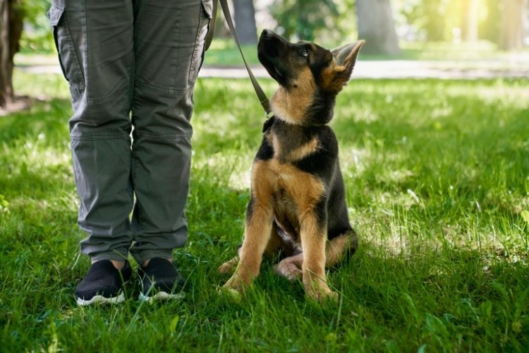german shepherd class