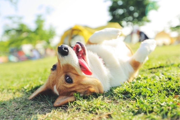 best dog boarding in bangalore
