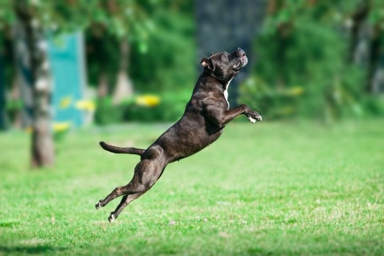 Pitbull Dog Price in India