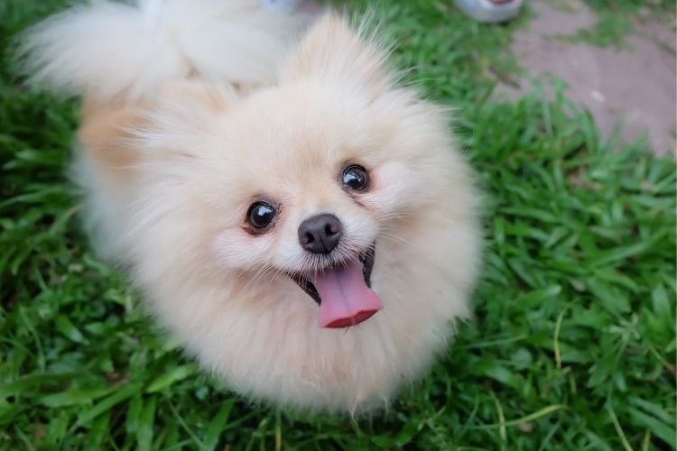 Pomeranian dog price in India