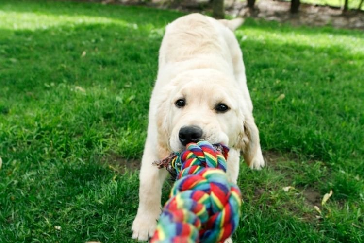 puppy biting training