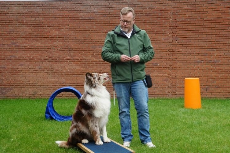 apartment dog training