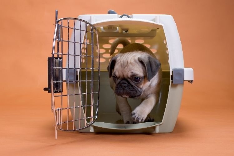 crate training puppies