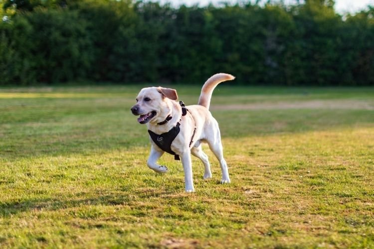 labrador retriever training