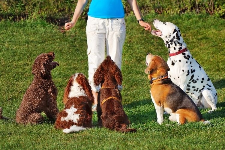 labrador retriever training