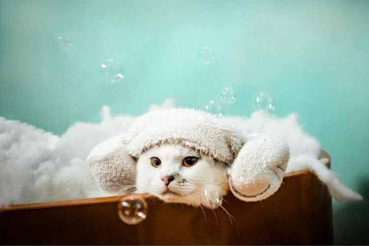seasonal pet grooming