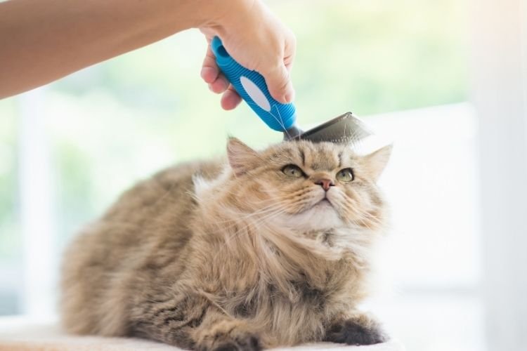 long hair cat grooming