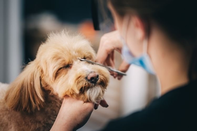 dog grooming frequency