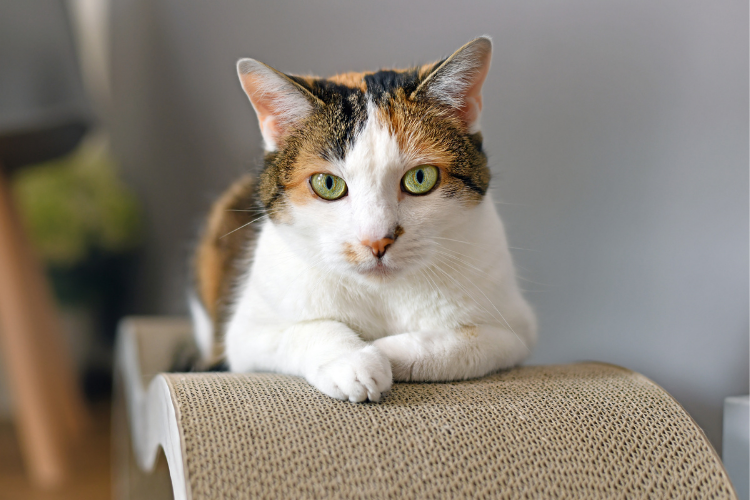 comfortable Cat Boarding in Bangalore