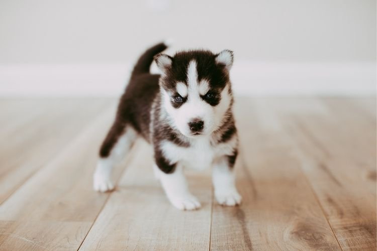 husky dog price