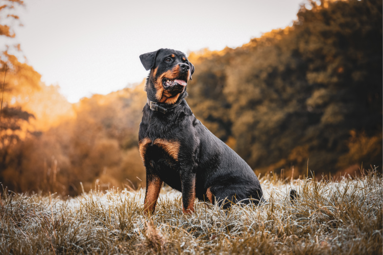 rottweiler dog price in india