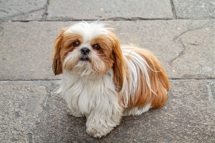 shih tzu dog price