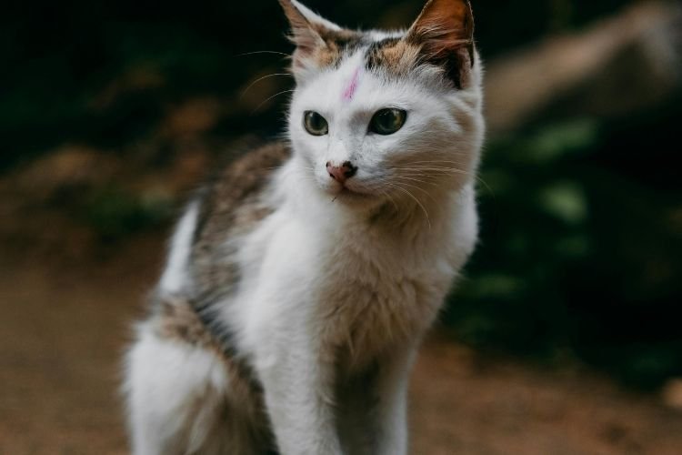Cat Lifespan in India