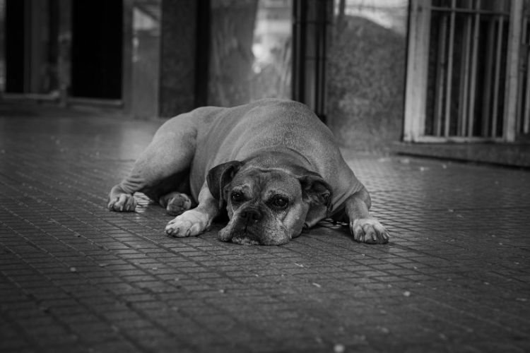 Dog Lifespan in India
