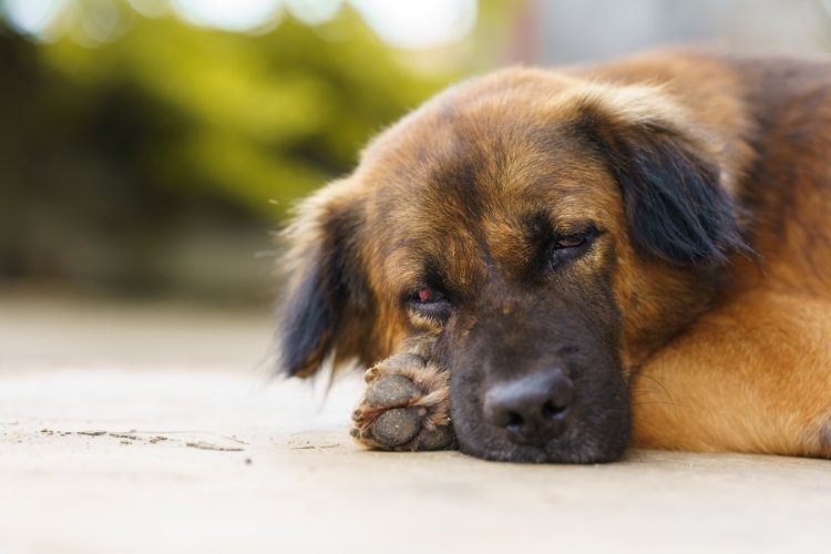 Fungal Infection in Dogs