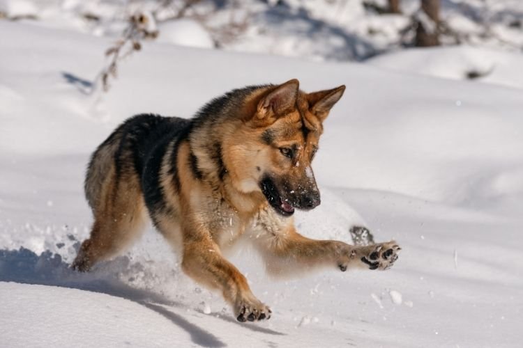 German Shepherd Price in India: GSD Puppy Cost, Monthly Expenses