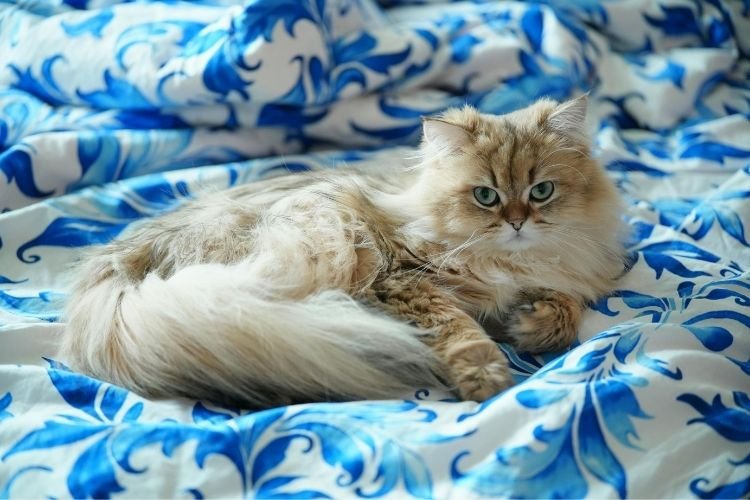 Persian cat price in india