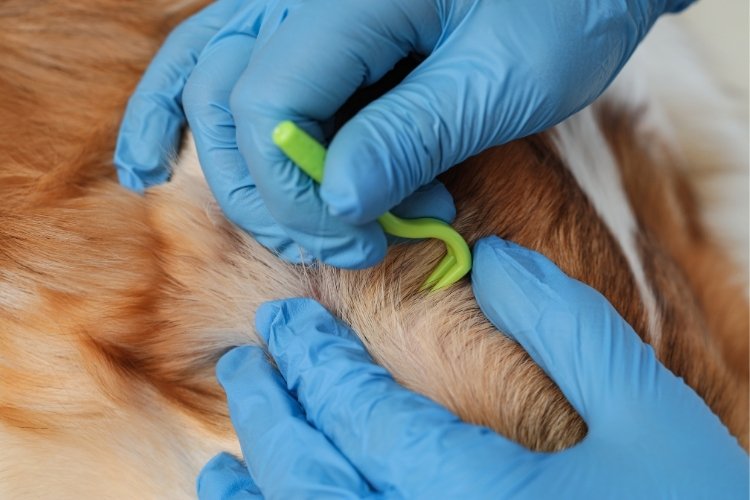 Tick Fever in Dogs