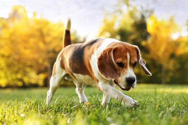 beagle price in india