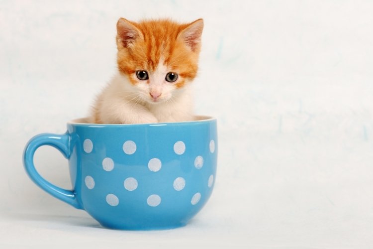 best cat food for kittens in india