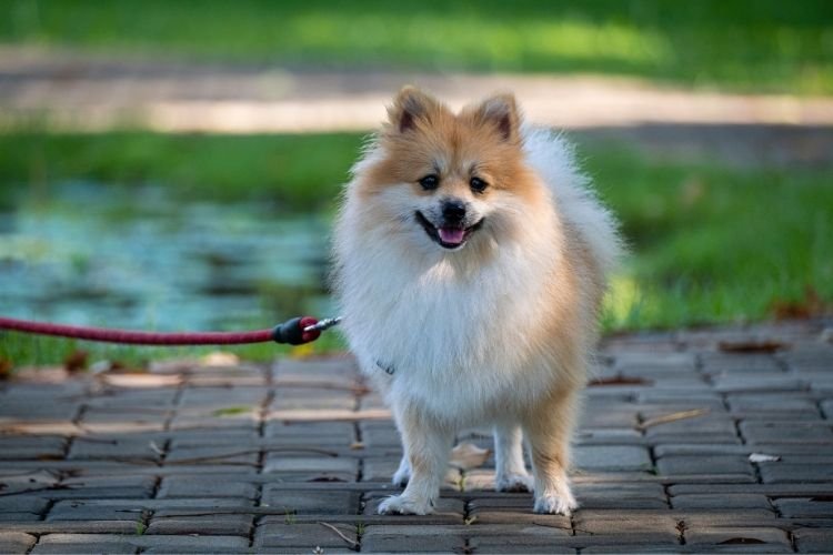 best dog breeds for indian climate
