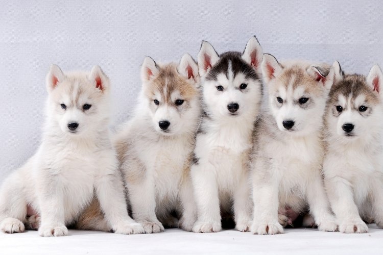 can huskies survive in india