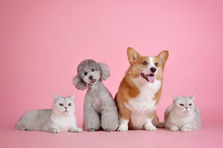 cat breeds that get along with dogs