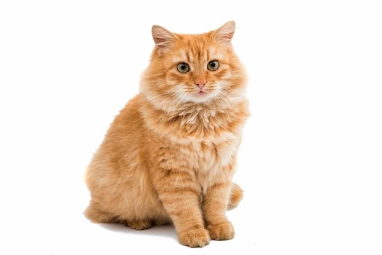 cat price in india
