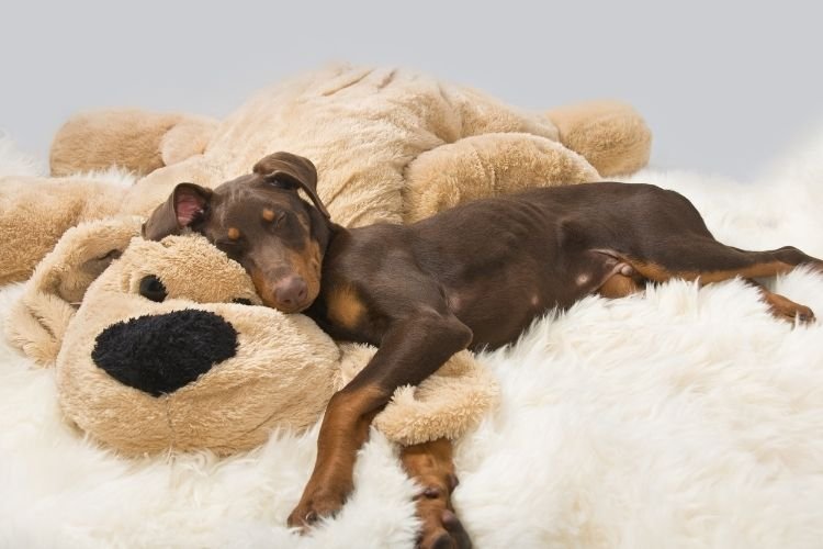 doberman price in india