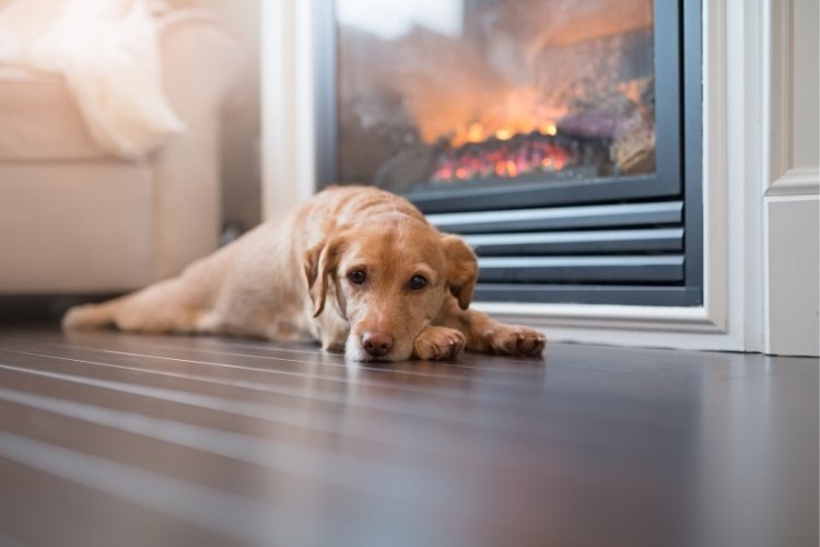 dog heat cycle